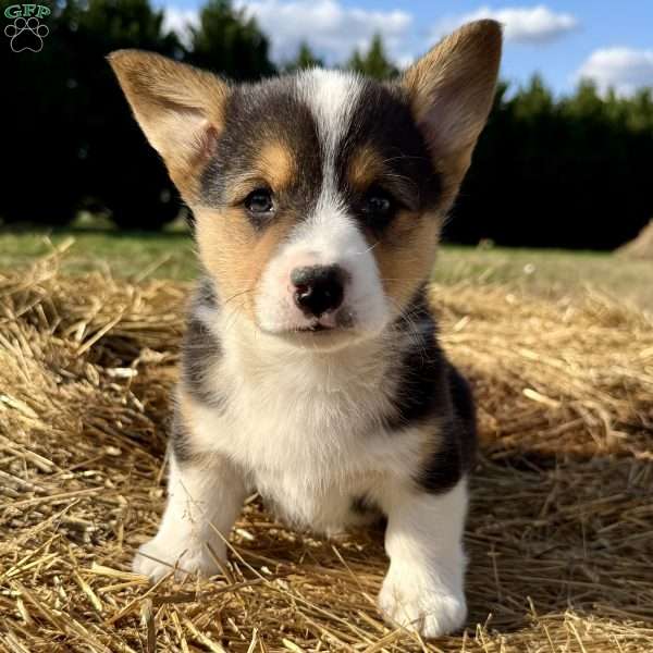 Heather, Pembroke Welsh Corgi Puppy